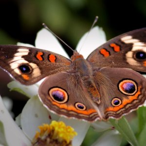 1680x1050-px-butterfly-1648325.jpg