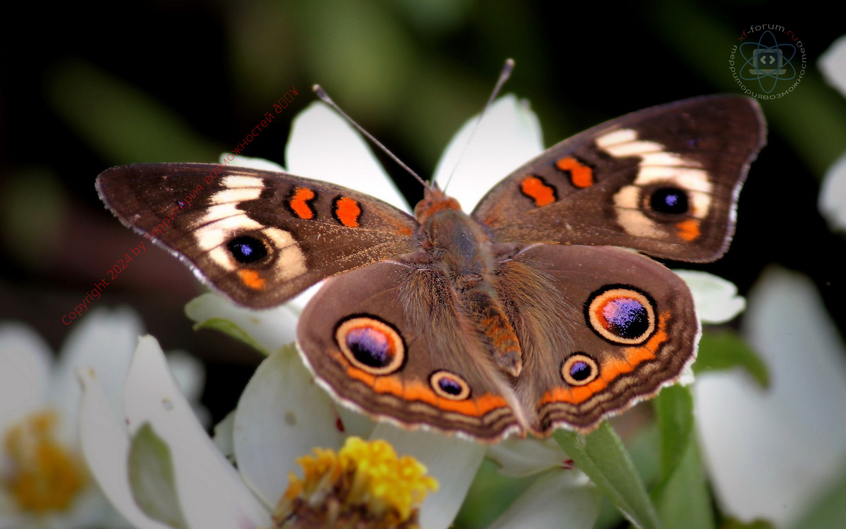 1680x1050-px-butterfly-1648325.jpg